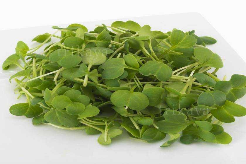 Trikaya Microgreen Radish| 50 g